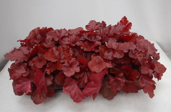 HEUCHERA INDIAN SUMMER