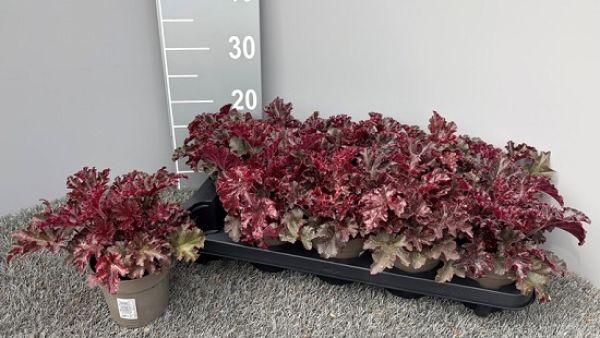 HEUCHERA ROUGE