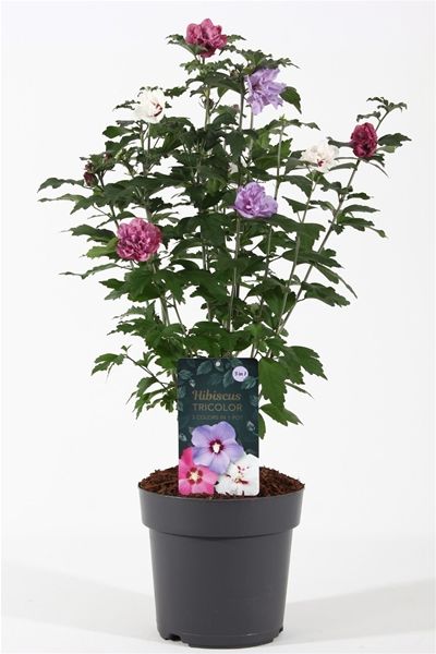 HIBISCUS SYRIACUS