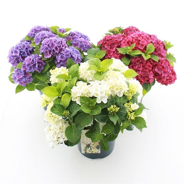 HYDRANGEA MACROPHYLLA MIX