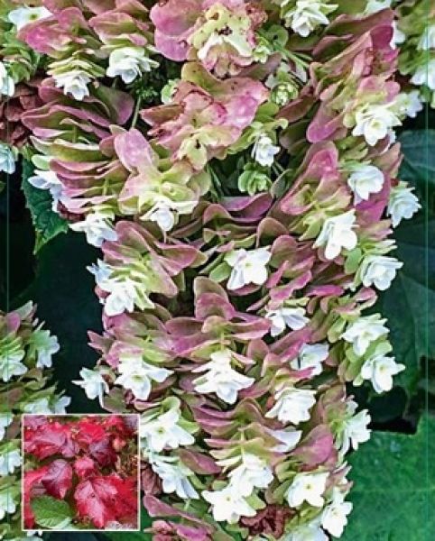 HYDRANGEA QUERCIFOLIA
