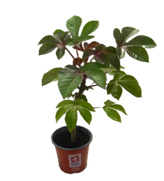 JATROPHA GOSSYPIIFOLIA -S