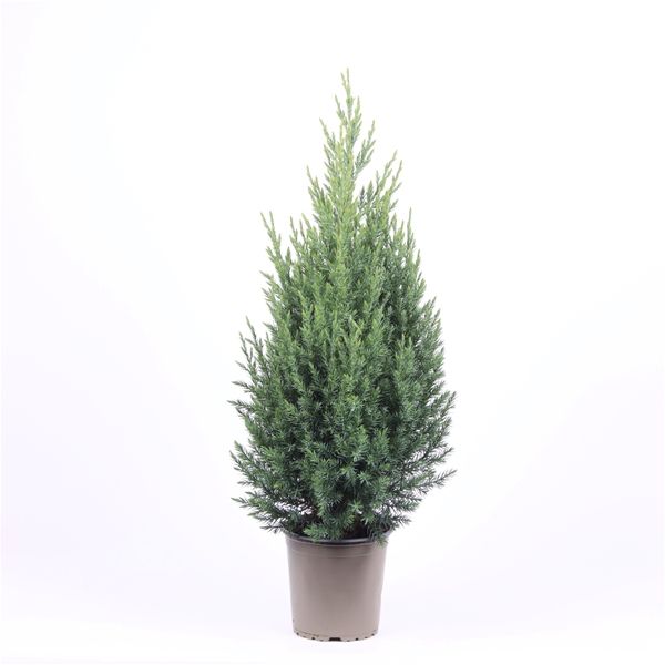 JUNIPERUS CHIN. STRICTA