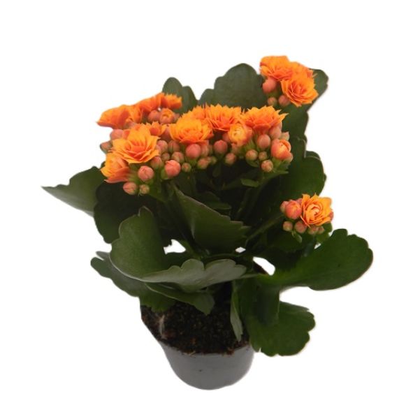 KALANCHOE ARTS-HYBRID