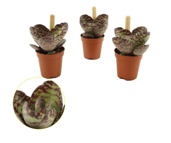 KALANCHOE HUMILIS