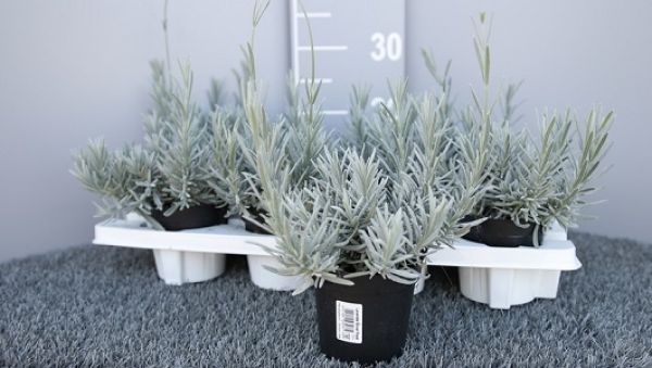 LAVANDULA SILVER FROST