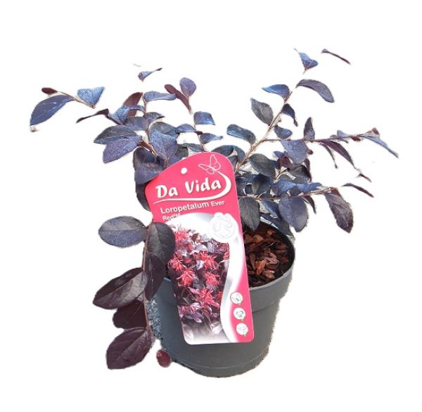LOROPETALUM CHINENESE EVER RED