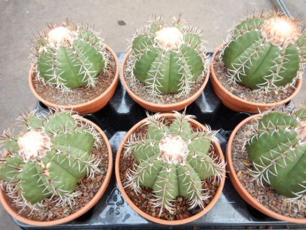 MELOCACTUS MATANZANUS