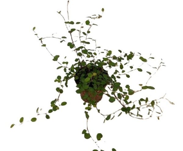 MUEHLENBECKIA COMPLEXA
