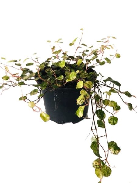 MUEHLENBECKIA PINK CAMOUFLAGE