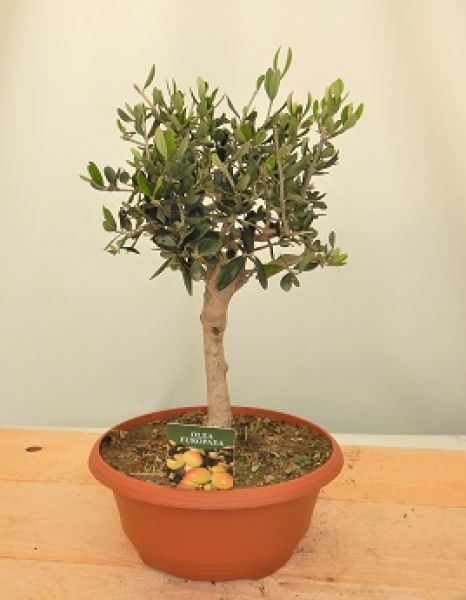 OLEA EUROPAEA TERRINE