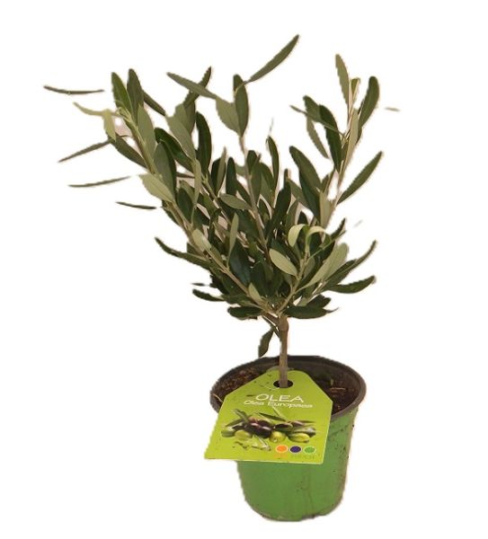 OLEA EUROPAEA TOUFFE