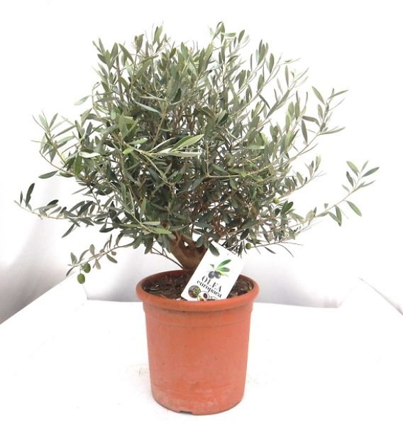 OLEA EUROPAEA TOUFFE