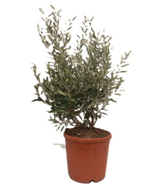 OLEA EUROPAEA TOUFFE