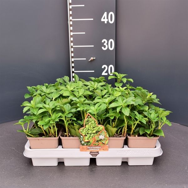 PACHYSANDRA TERMINALIS