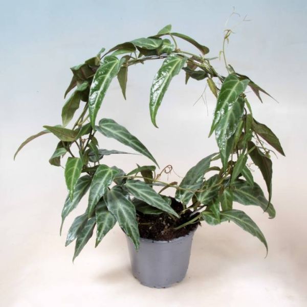 PARTHENOCISSUS AMAZONICA