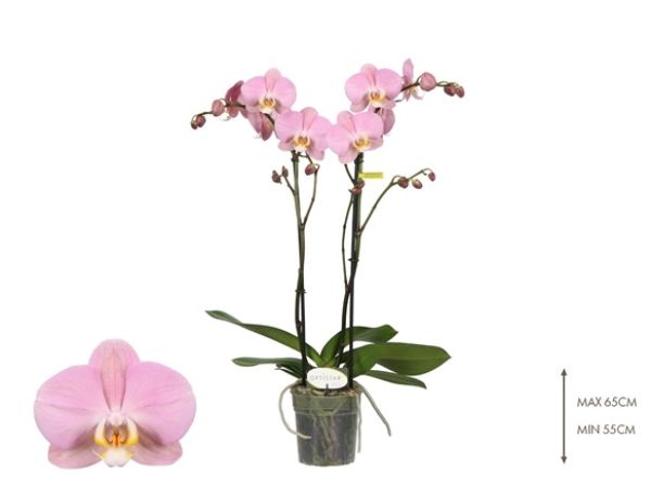 PHALAENOPSIS 2T PRAGUE