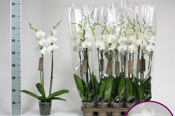 PHALAENOPSIS 2T PURE SILK