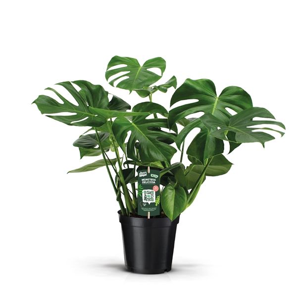 PHILODENDRON MONSTERA
