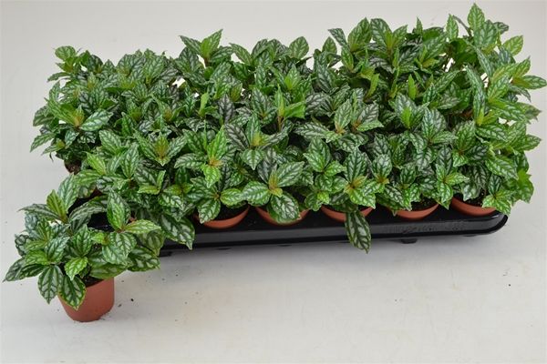 PILEA CADIEREI