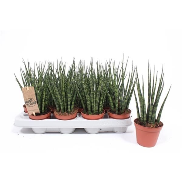 SANSEVERIA PARVA