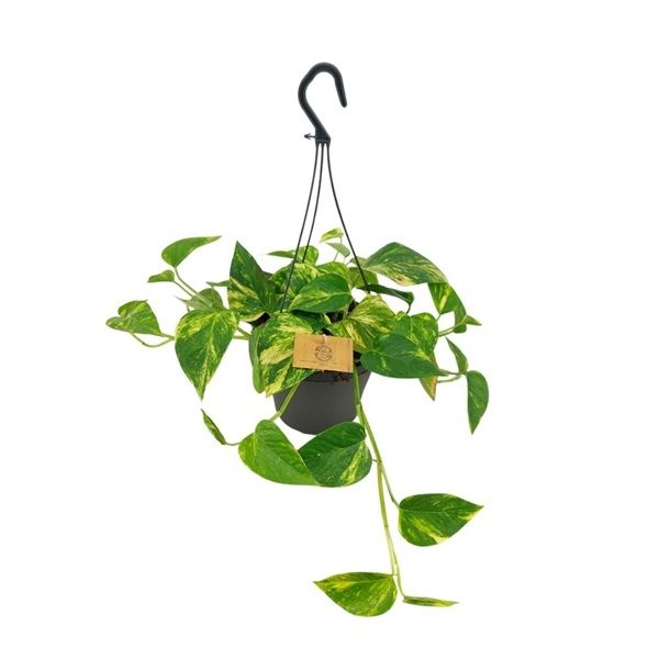SCINDAPSUS HAWAIEN