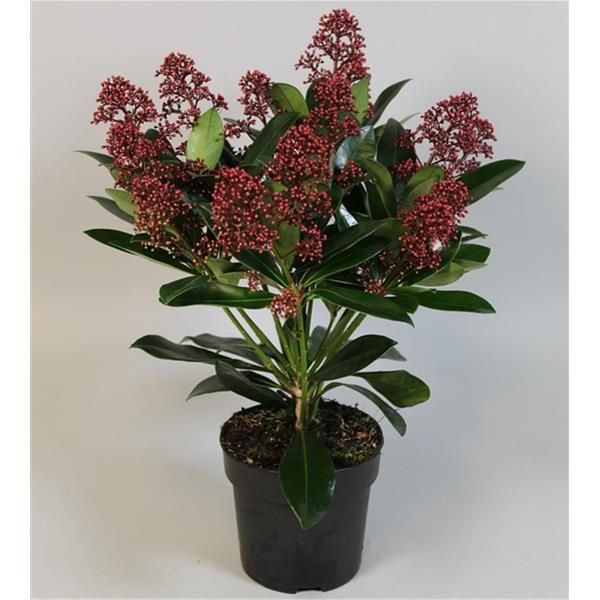 SKIMMIA JAP. RUBELLA