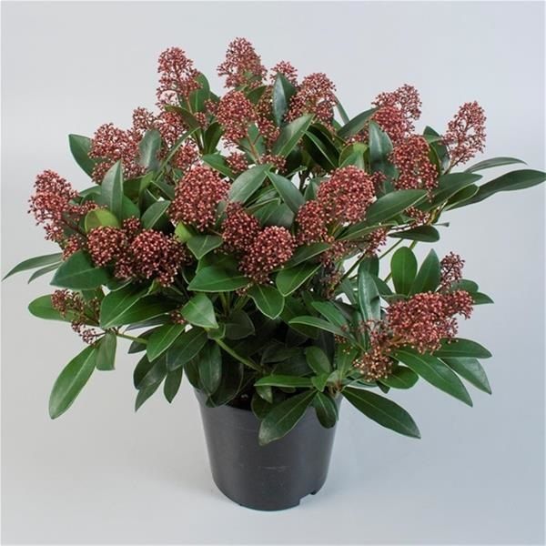 SKIMMIA JAP. RUBELLA