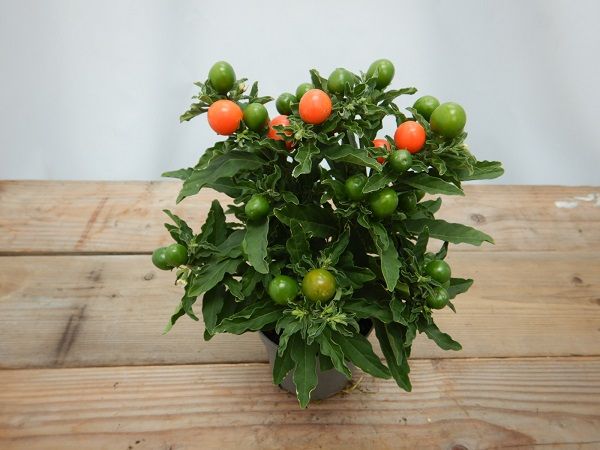 SOLANUM PSEUDO. TORINO