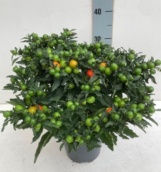 SOLANUM PSEUDOCAPSICUM
