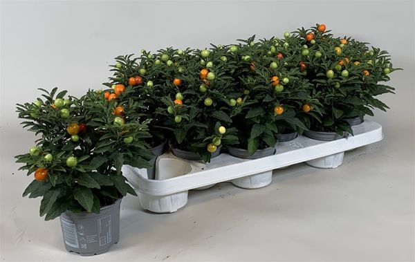 SOLANUM PSEUDOCAPSICUM ORANGE