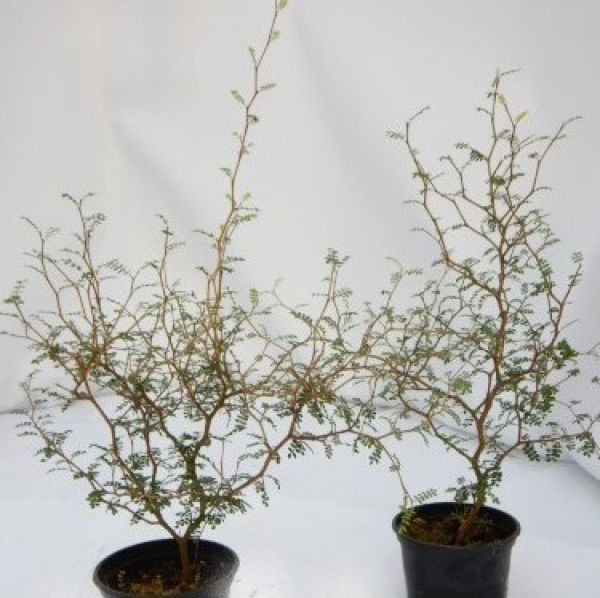 SOPHORA LITTLE BABY