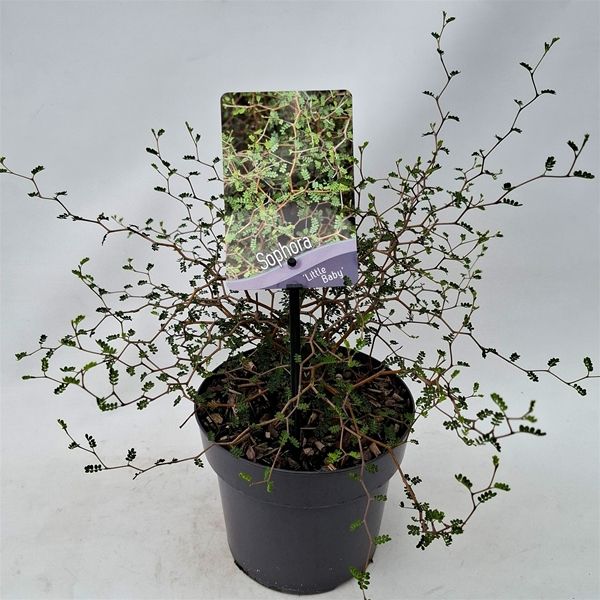 SOPHORA LITTLE BABY