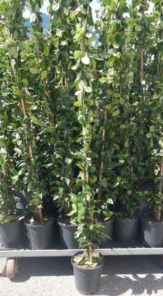 TRACHELOSPERMUM JASMINOIDE
