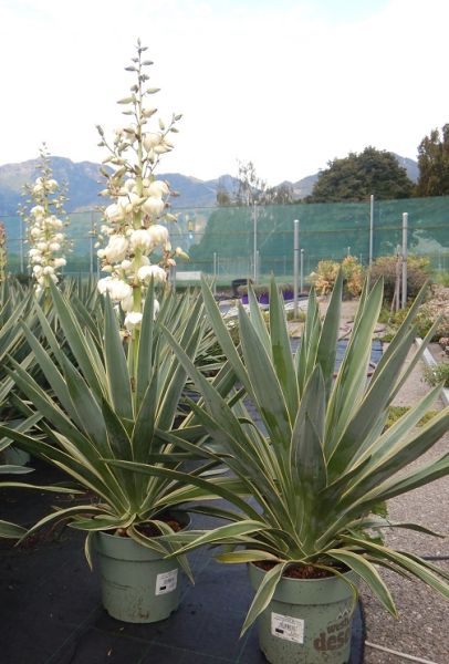 YUCCA GLORIOSA VARIEGATA