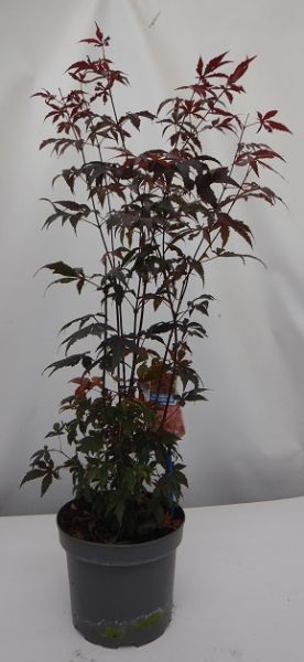 ACER  PALMATUM ATROPURPUREUM