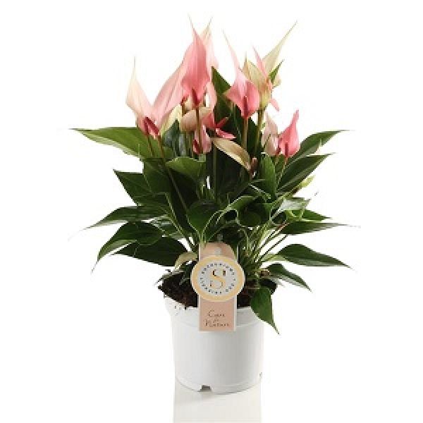 ANTHURIUM LILLI