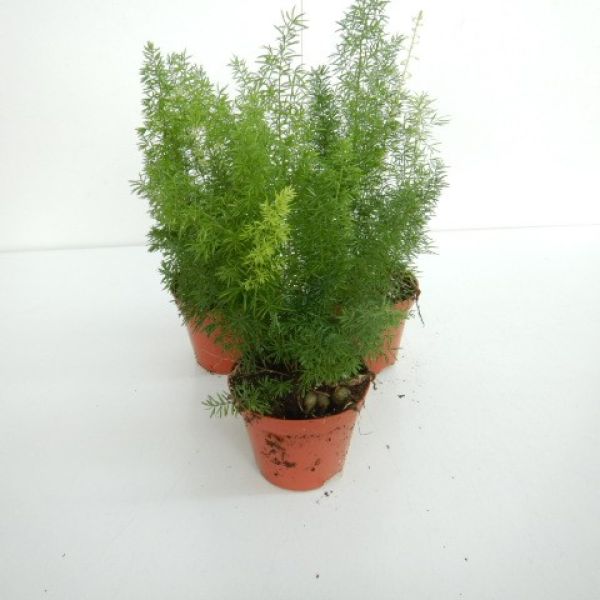 ASPARAGUS MEYERI