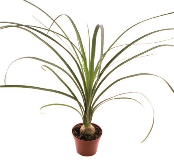 BEAUCARNEA RECURVATA