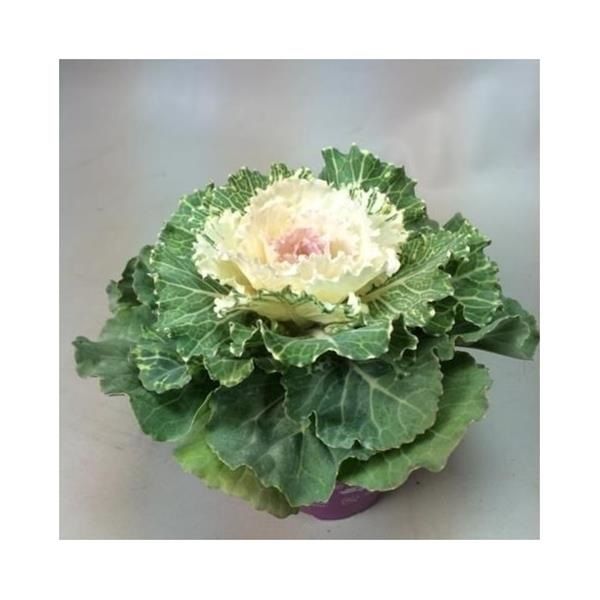 BRASSICA BLANC