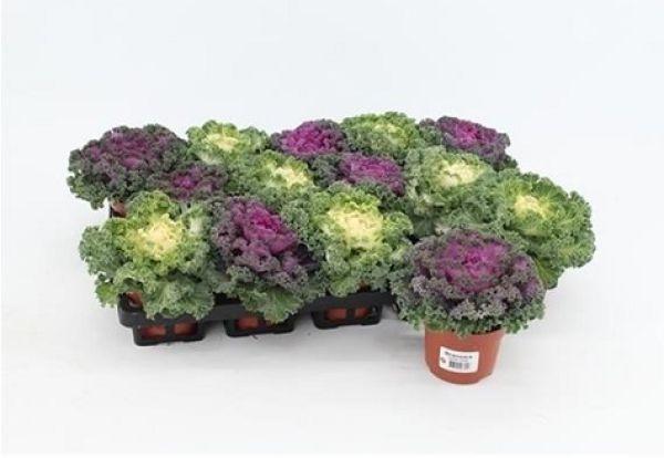 BRASSICA FRISE