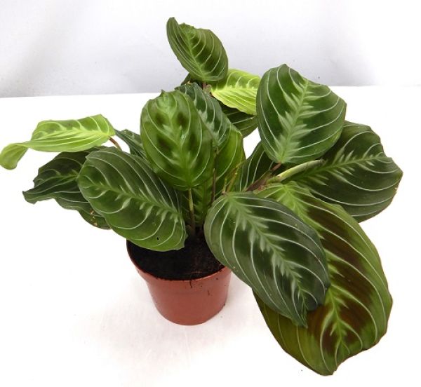 CALATHEA EXCLUSIVE DARK