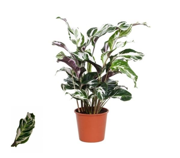 CALATHEA STELLA