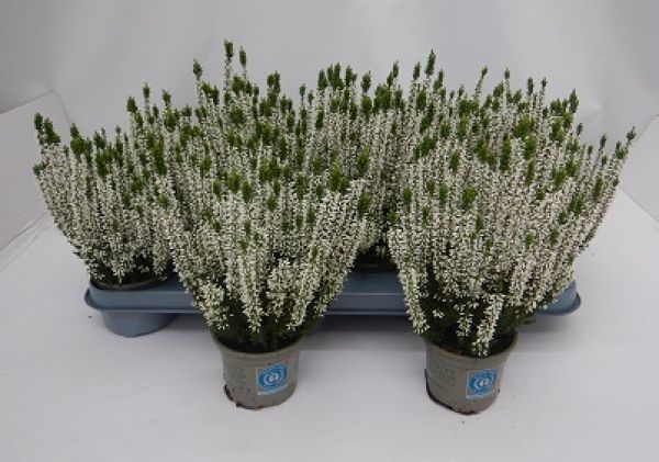 CALLUNA B.L. BLANC