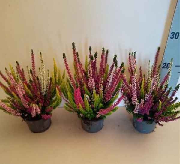 CALLUNA B.L HIGH FIVE