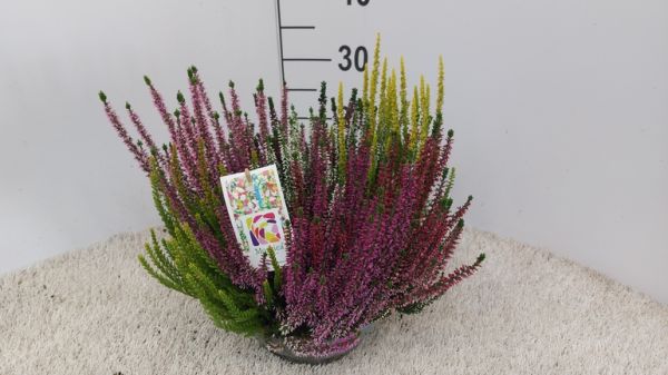 CALLUNA B.L. MOSAICA TERRINE