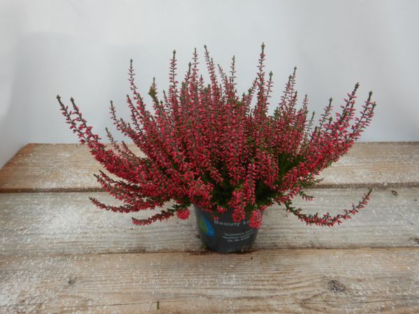 CALLUNA B.L. ROUGE
