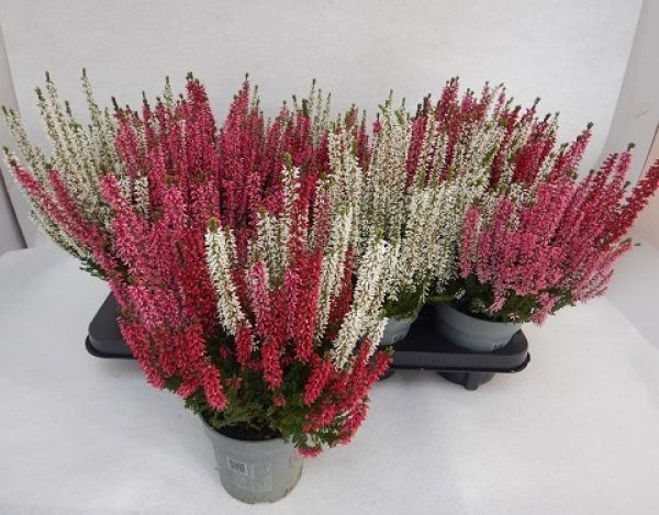 CALLUNA B.L. TRIO CANDELIGHT