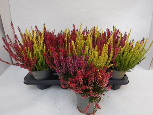CALLUNA B.L. TRIO MILCA