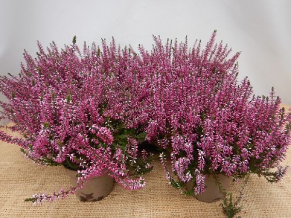 CALLUNA G.G.